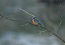 Kingfisher
